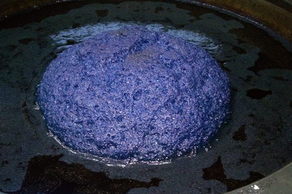 江戸時代の灰汁発酵建て藍染の染液に浮かぶ藍の花